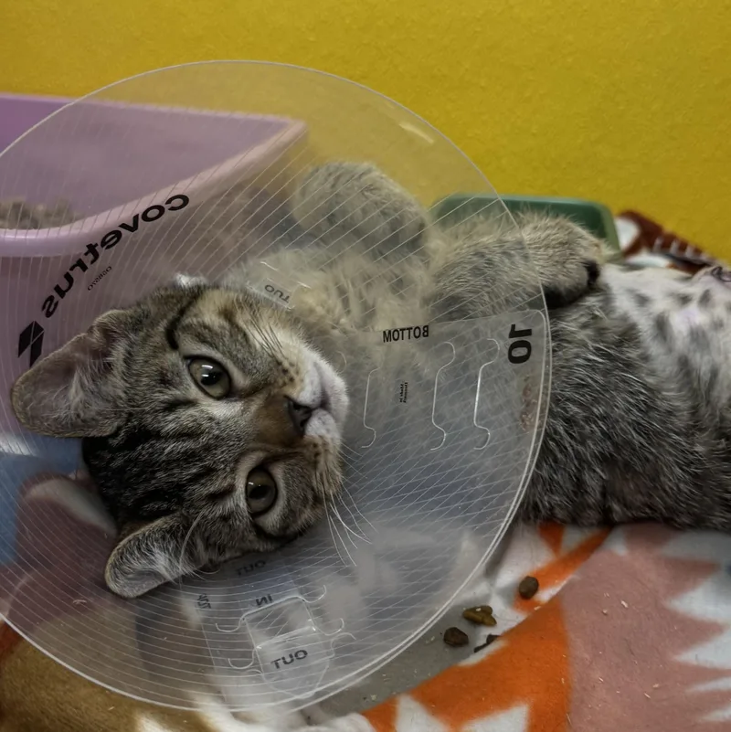 A baby small-sized female Tabby (Brown / Chocolate) Domestic Short Hair cat named Sage for adoption in Fall River, MA