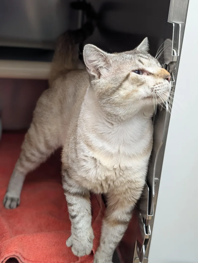 An adult medium-sized male Seal Point Domestic Short Hair cat named Diesel for adoption in St. Augustine, FL