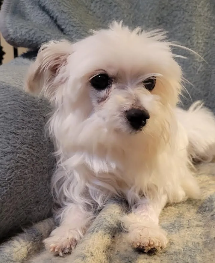 Millie thumbnail 6