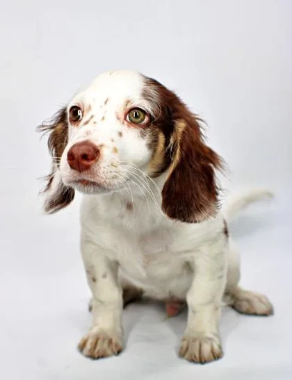 A baby small-sized male Dachshund dog named Flynn for adoption in Morton Grove, IL
