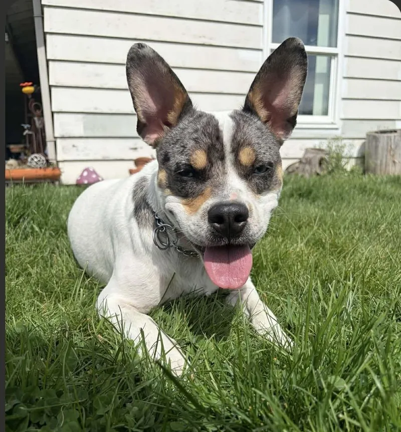 An adult medium-sized male Bicolor French Bulldog dog named Canelo for adoption in Philomath, OR