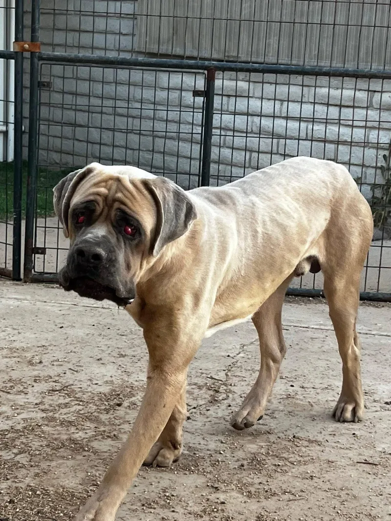 A young extra large-sized male Cane Corso dog named Raja for adoption in Glendale, AZ