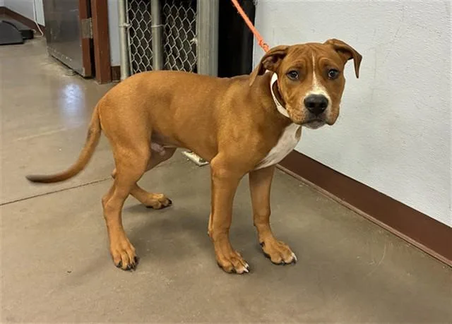 A baby large-sized male Pit Bull Terrier dog named Pogo for adoption in Phoenix, AZ