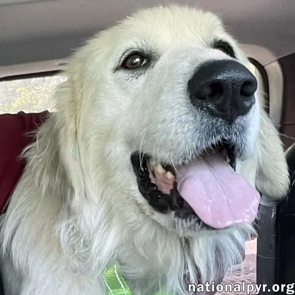 An adult large-sized female White / Cream Great Pyrenees dog named Woowoo In Ga  for adoption in Beacon, NY