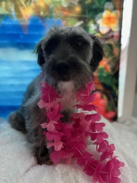 Leilani thumbnail 2