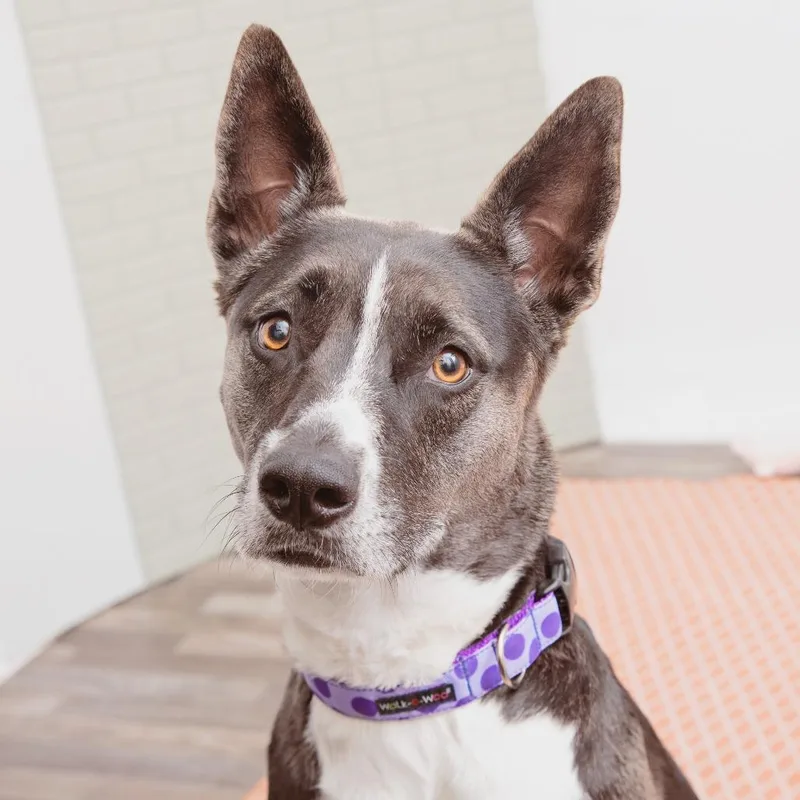 An adult large-sized female Shepherd dog named Rose for adoption in Los Angeles, CA