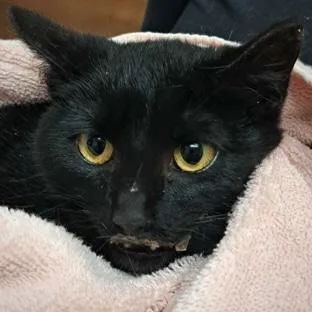 A young medium-sized female Domestic Short Hair cat named Black Bird for adoption in Burlington, WA