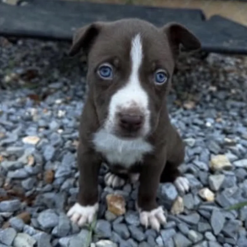 A baby medium-sized male Brown / Chocolate Pit Bull Terrier dog named Bodie for adoption in Hamilton , NJ