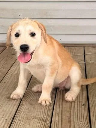 A baby medium-sized female Yellow / Tan / Blond / Fawn Labradoodle dog named Monroe for adoption in Calera, AL