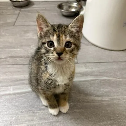 A baby small-sized female Torbie Domestic Short Hair cat named Frito for adoption in Lynchburg, VA