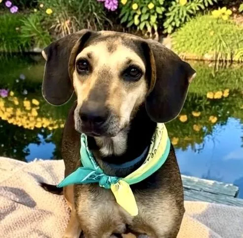 A young medium-sized female Bicolor Coonhound dog named Lola for adoption in Perry, IA