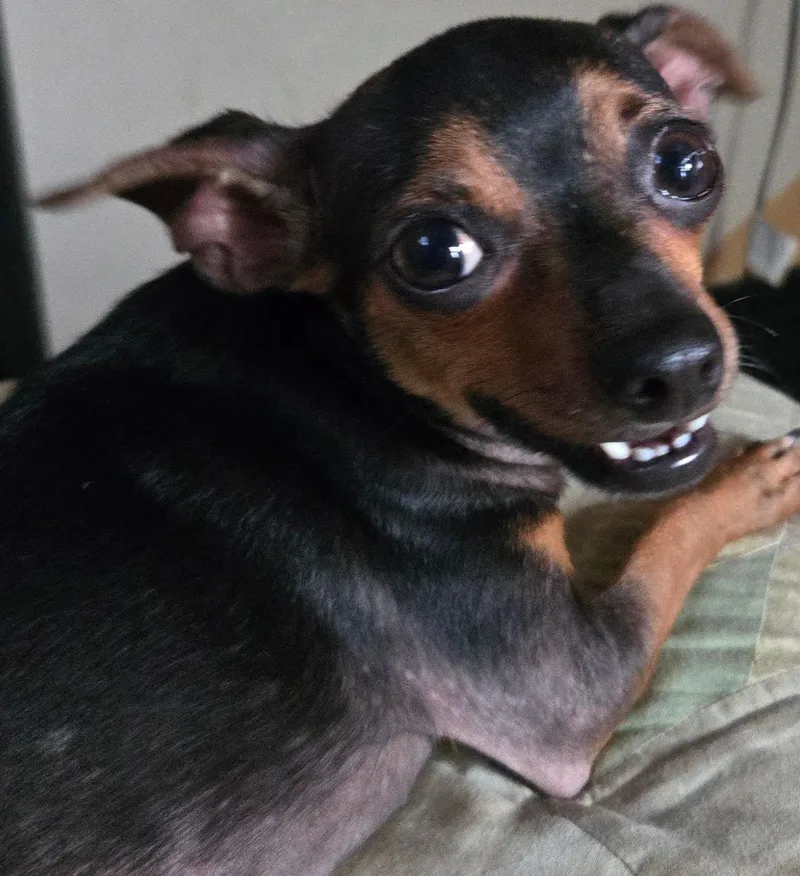 BeBe