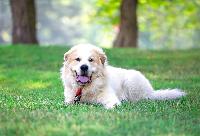 A young large-sized male Great Pyrenees dog named Hudson AKA Polar Bear for adoption in Coatesville, PA