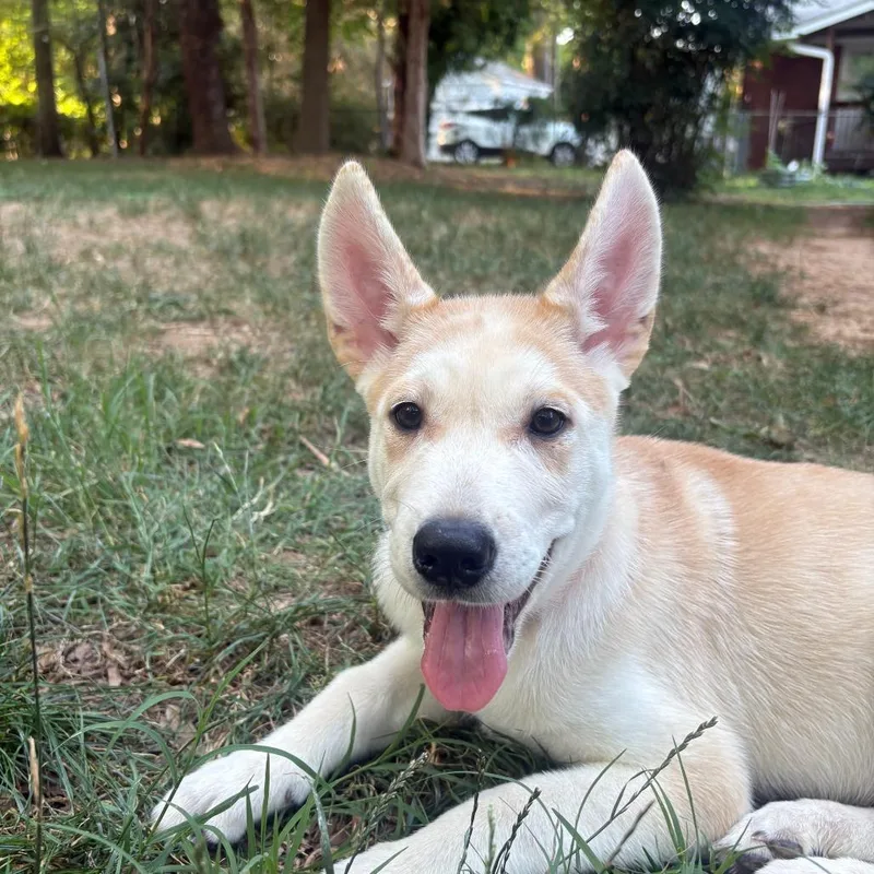 A baby medium-sized female White / Cream Shepherd dog named Rosie for adoption in Raleigh, NC
