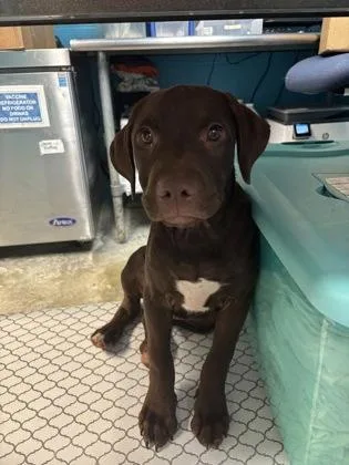 A baby large-sized male Labrador Retriever dog named Hershey for adoption in Paducah, KY