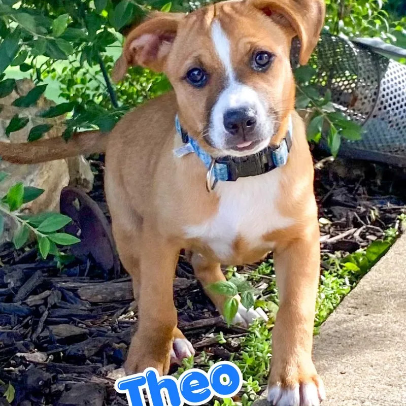 Theo
