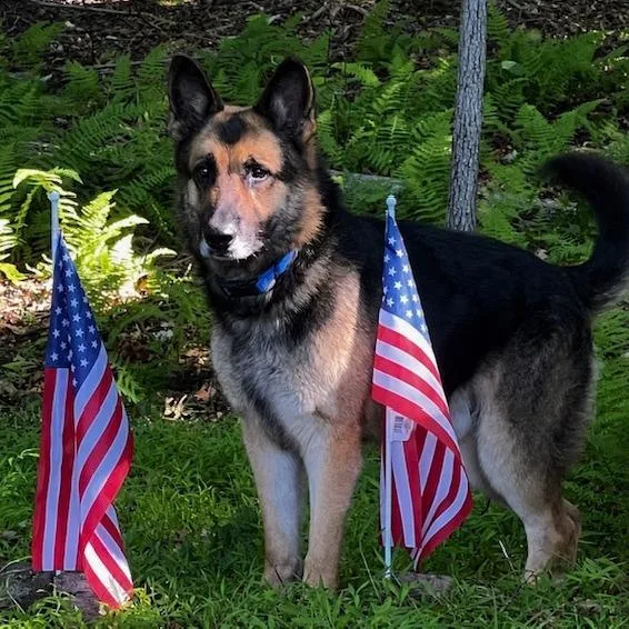 An adult large-sized male Black German Shepherd Dog dog named Chief for adoption in New Ringgold, PA
