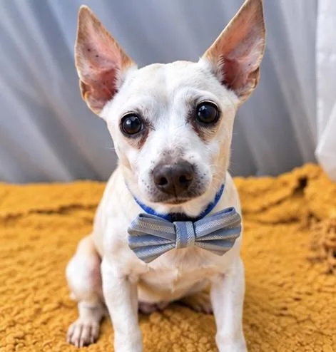 A senior small-sized male White / Cream Chihuahua dog named Peppy for adoption in Foley, AL