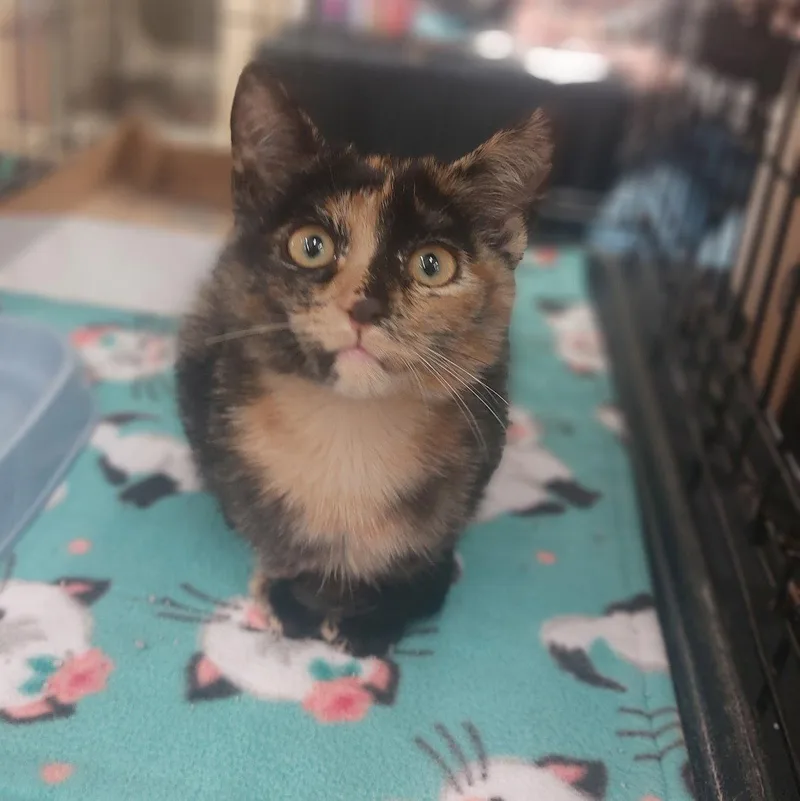 Gizmo
