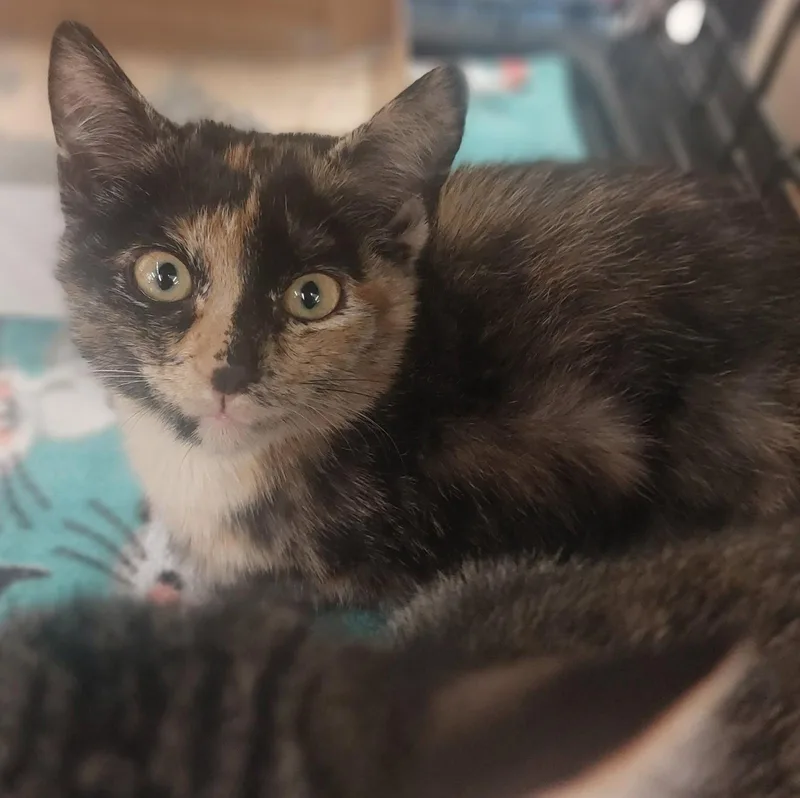Gizmo thumbnail 2