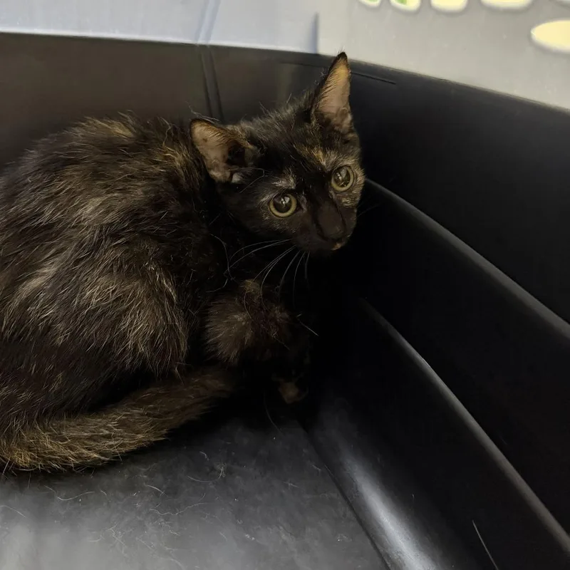 A baby small-sized female Domestic Short Hair cat named Speckles for adoption in Perkiomenville, PA