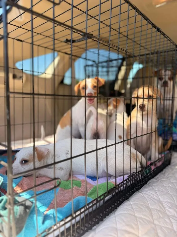 A baby small-sized female Red / Chestnut / Orange Jack Russell Terrier dog named Skye for adoption in Lafayette, CA