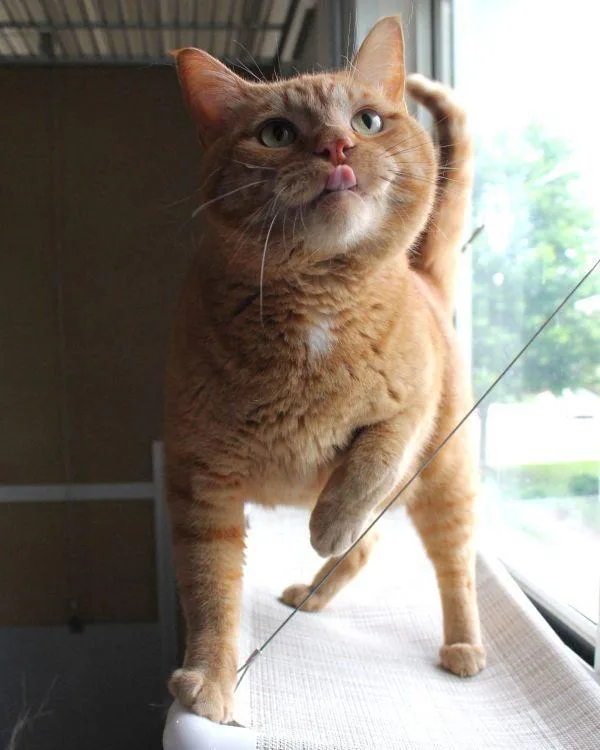 An adult medium-sized male Domestic Short Hair cat named Jack for adoption in Des Moines, IA