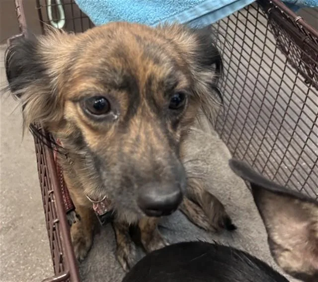 A young small-sized female Papillon dog named Cali for adoption in Tucson, AZ