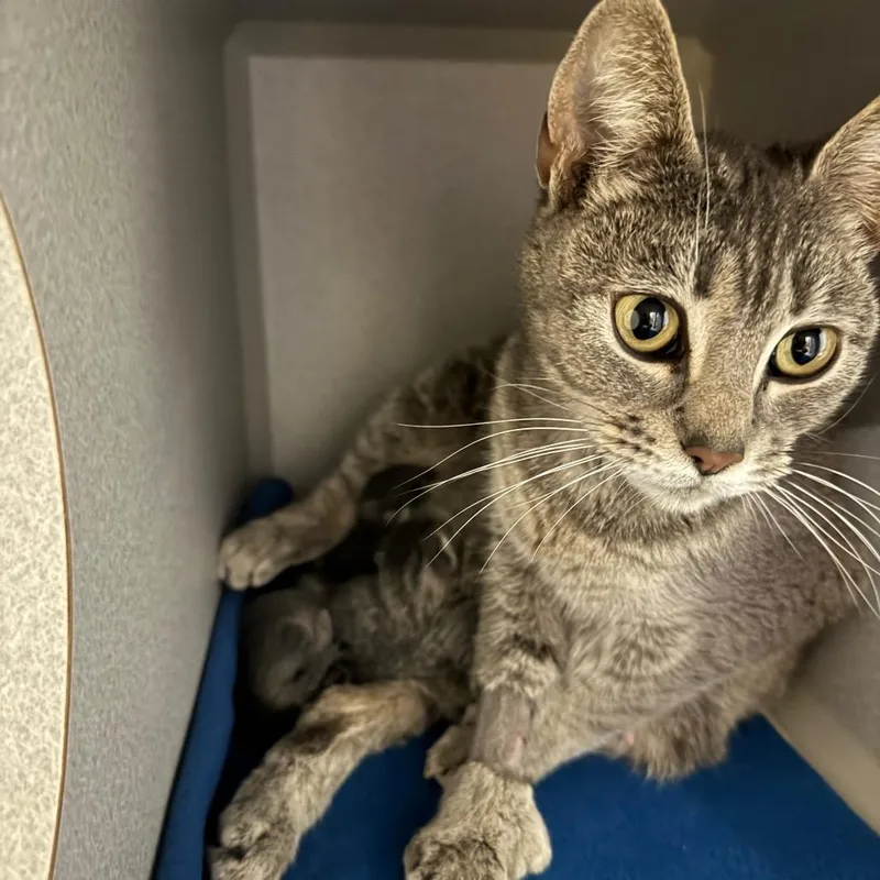 An adult medium-sized female Brown / Chocolate Domestic Short Hair cat named Momma Paws for adoption in Long Beach, CA