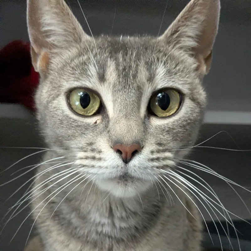 Momma Paws thumbnail 2