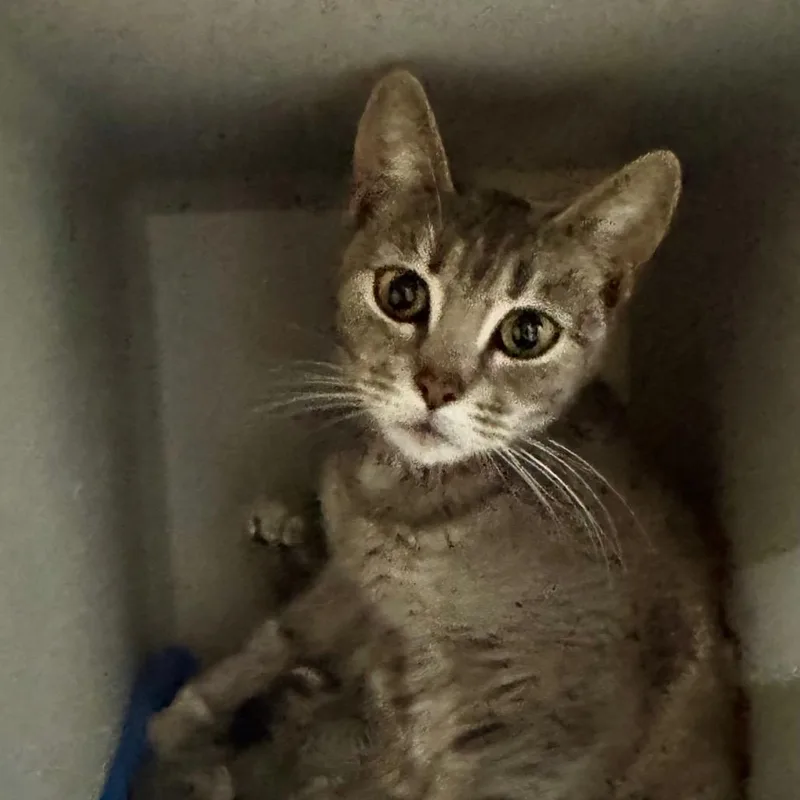 Momma Paws thumbnail 3