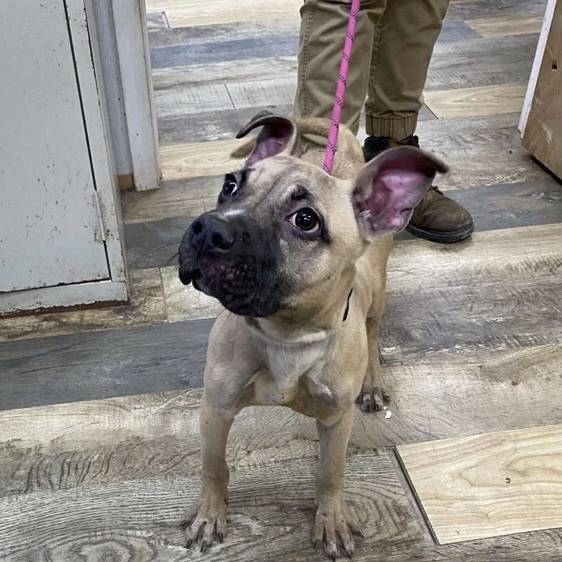 Stone Cold Steve Austin