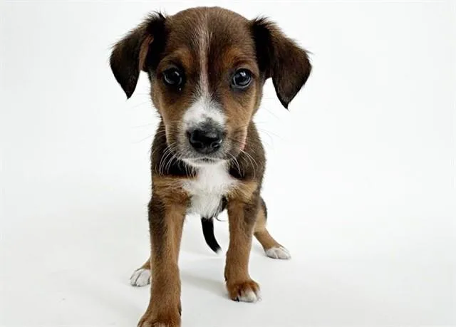 A baby small-sized male Terrier dog named King for adoption in Saint Louis, MO
