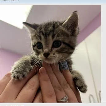 A baby small-sized female Brown / Chocolate Domestic Short Hair cat named Hailie Deegan for adoption in Cedar Rapids, IA