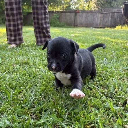 A baby small-sized female White / Cream Terrier dog named Kumquat for adoption in Carencro, LA