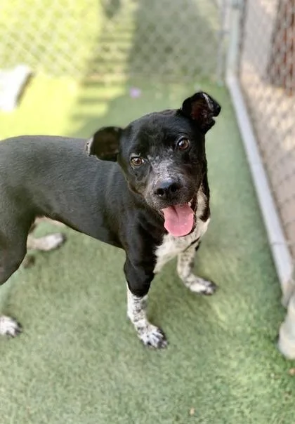 A young small-sized male Black Shepherd dog named Dill Dylan for adoption in El Paso, TX