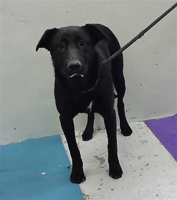 A baby small-sized female Labrador Retriever dog named Tammy for adoption in Houston, TX