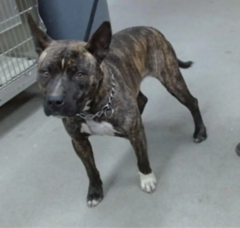 An adult medium-sized male American Staffordshire Terrier dog named Leon for adoption in Salinas, CA