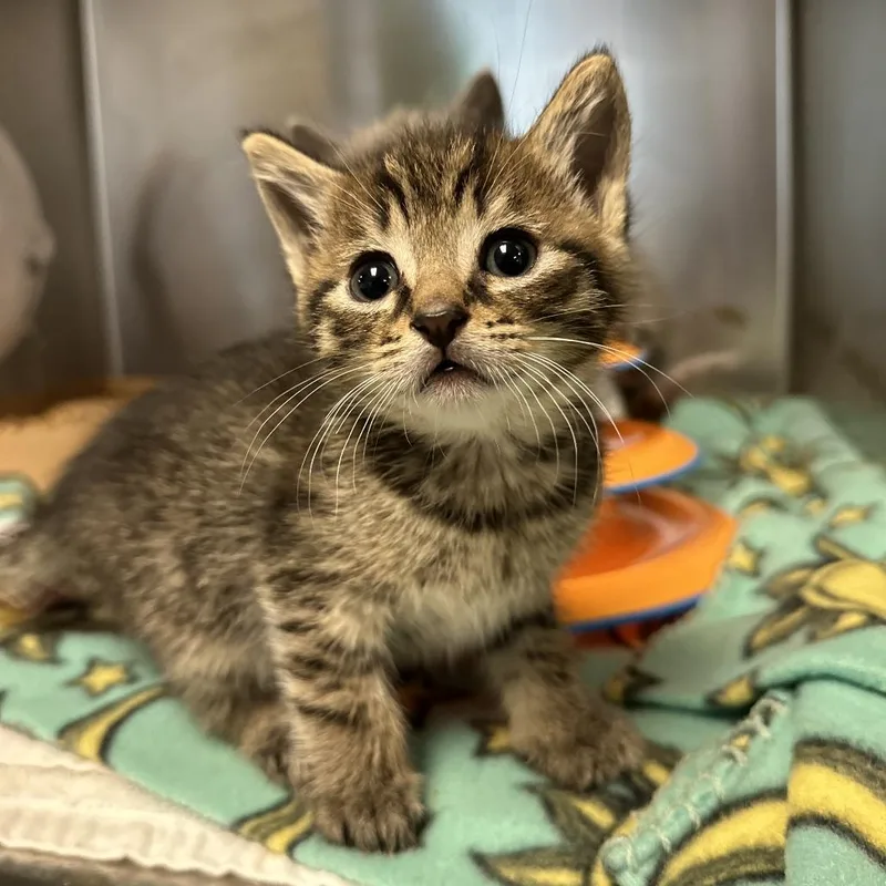 A baby medium-sized male Brown / Chocolate Domestic Short Hair cat named Apple Pie for adoption in Redwood City, CA
