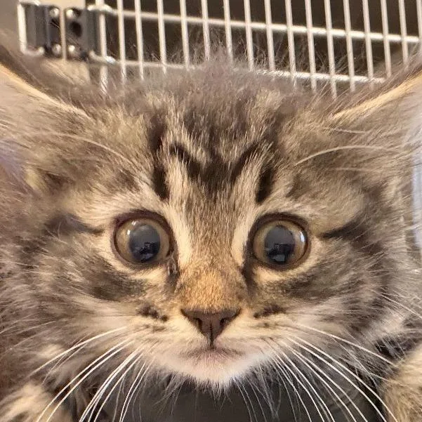 A baby small-sized female Black Domestic Medium Hair cat named Plant Raven for adoption in Chatham, VA