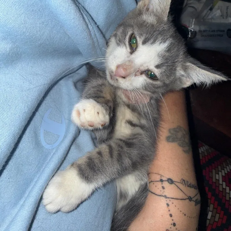 A baby small-sized male Gray / Blue / Silver Domestic Short Hair cat named Explorer for adoption in Ringtown, PA