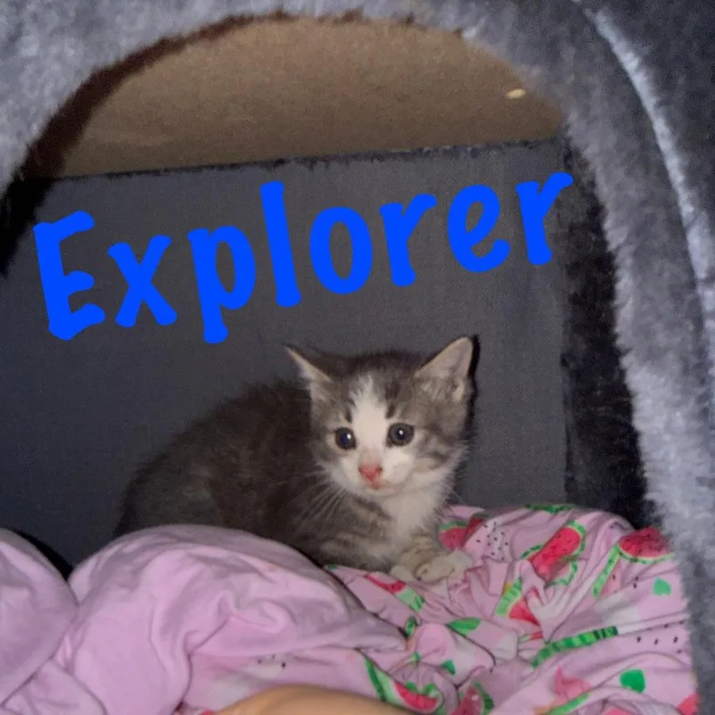 Explorer thumbnail 2