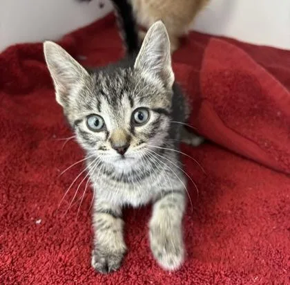 A baby small-sized female Domestic Short Hair cat named Penny for adoption in Manteo, NC