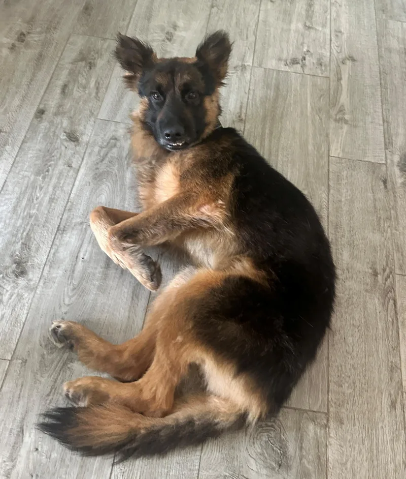 A baby large-sized male German Shepherd Dog dog named Bexar for adoption in Dallas, TX