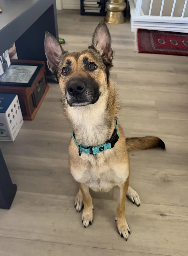 A young medium-sized female Belgian Shepherd / Malinois dog named Belladonna for adoption in Irvine, CA