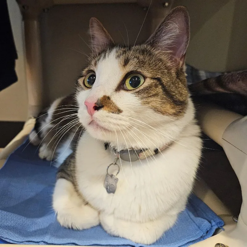 An adult extra large-sized female Brown / Chocolate Domestic Short Hair cat named KiKi for adoption in Austin, TX