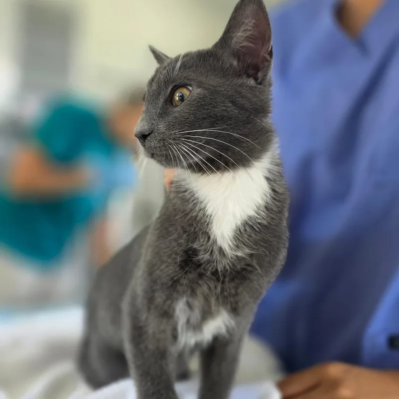 A baby small-sized male Domestic Short Hair cat named Mr.Mint for adoption in Chapel Hill, NC