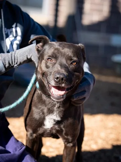 An adult medium-sized male Mixed Breed dog named Derek for adoption in Chamblee, GA