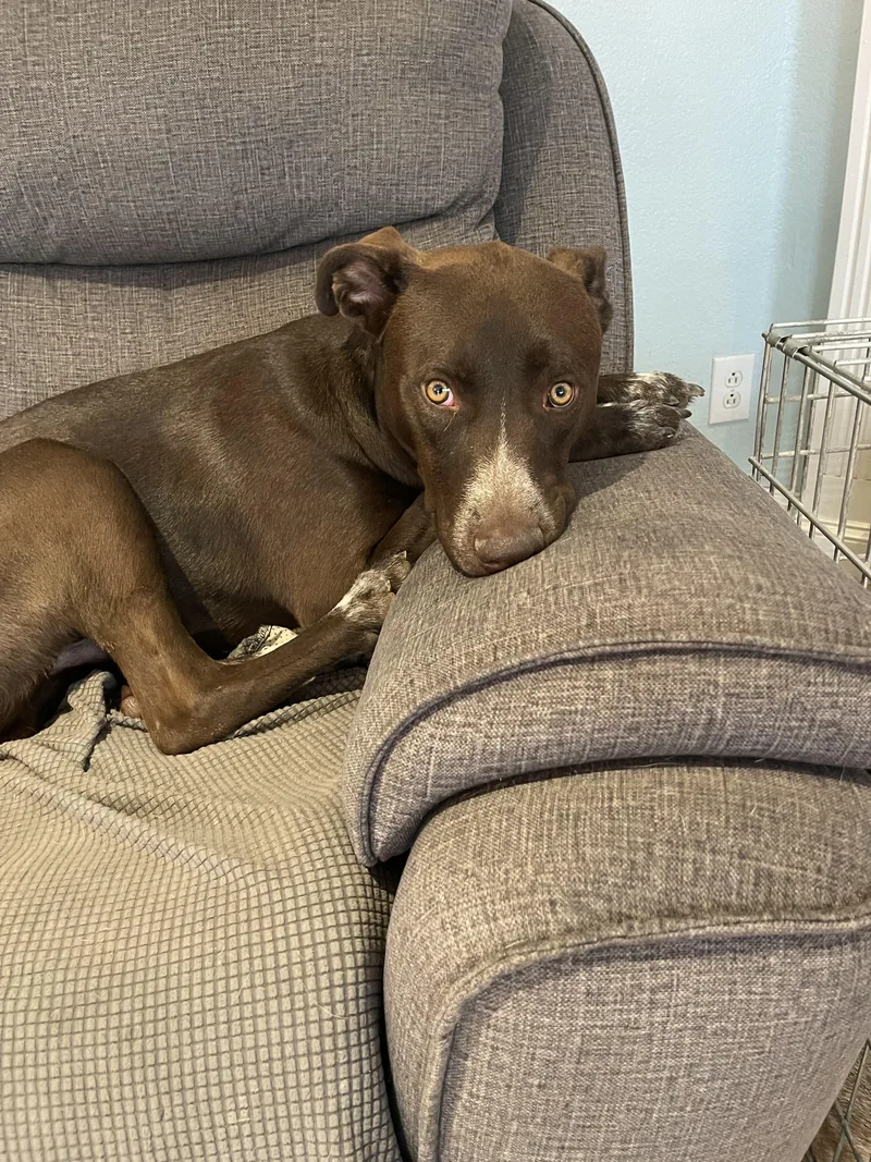 A young large-sized male Labrador Retriever dog named Svenny for adoption in Plano, TX