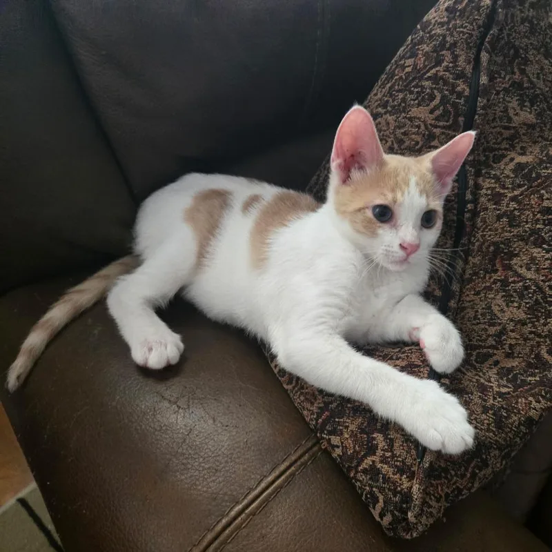 A baby small-sized male White Domestic Short Hair cat named Andrew for adoption in Tallahassee, FL